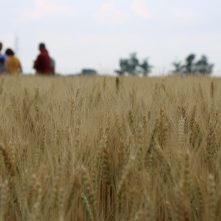 Ökológiai gazdálkodás: Magyarország a világ legdinamikusabban fejlődő országai között